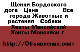 Щенки Бордоского дога › Цена ­ 60 000 - Все города Животные и растения » Собаки   . Ханты-Мансийский,Ханты-Мансийск г.